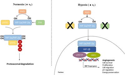 Targeting hypoxia signaling pathways in angiogenesis